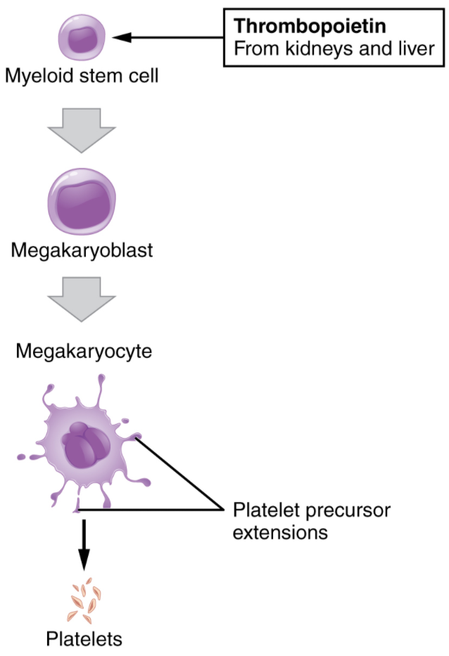 Diagram of Platelets