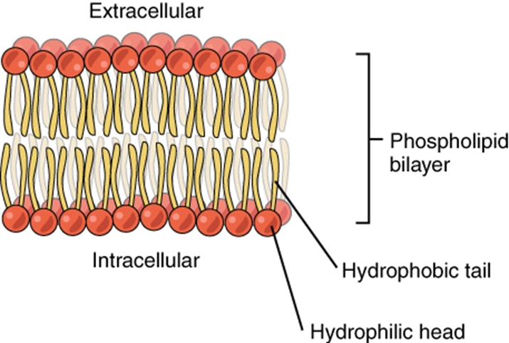 Phospholipid bilayer diagram - hydrophobic tails face each other, while hydrophilic heads face the extracellular and intracellular spaces.