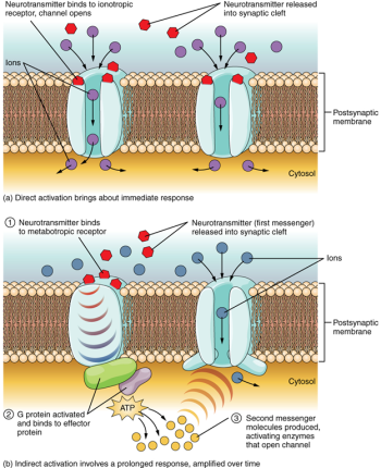 8.5 Communication between Neurons – Physiology I