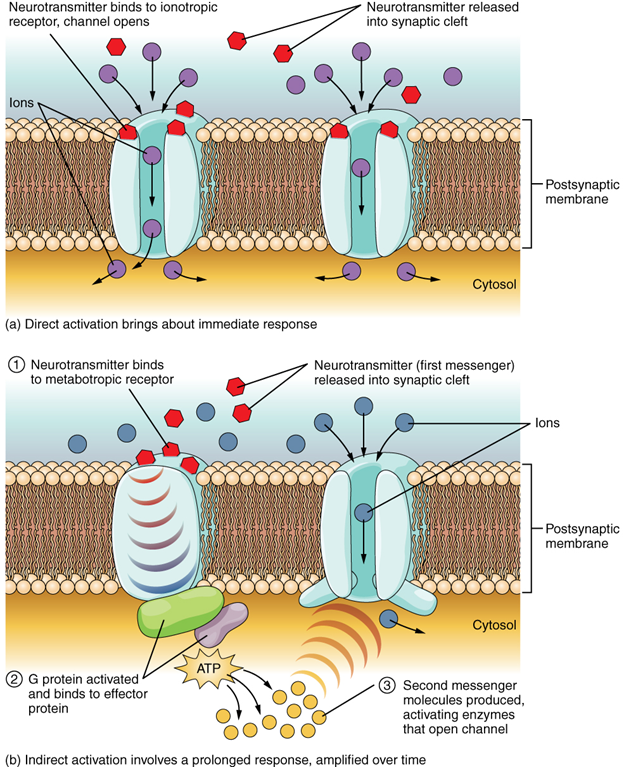 Figure 13.5.4. Receptor types. (a) An ionotropic receptor is a channel that opens when the neurotransmitter binds to it. (b) A metabotropic receptor is a complex that causes metabolic changes in the cell when the neurotransmitter binds to it (1). After binding, the G protein hydrolyses GTP and moves to the effector protein (2). When the G protein contacts the effector protein, a second messenger is generated, such as cAMP (3). The second messenger can then go on to cause changes in the neuron, such as opening or closing ion channels, metabolic changes, and changes in gene transcription.