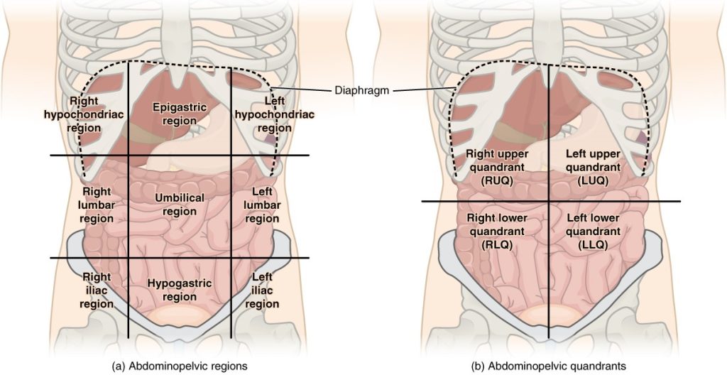 Regions and quadrants of the peritoneal cavity