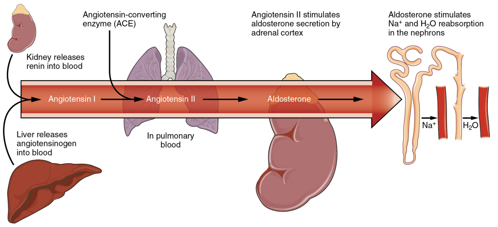 Diagram of The renin-angiotensin-aldosterone system