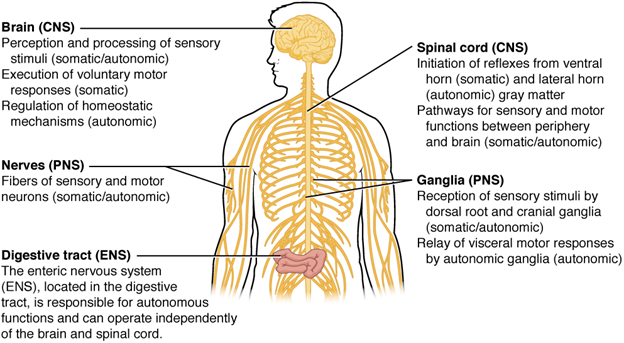 Somatic, autonomic, and enteric structures of the nervous system.