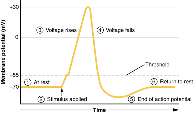 Graph on stages of action potential