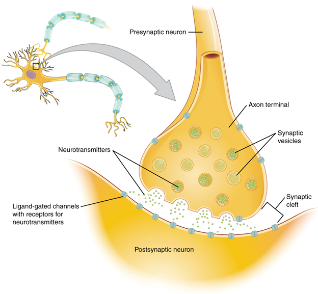 The synapse diagram