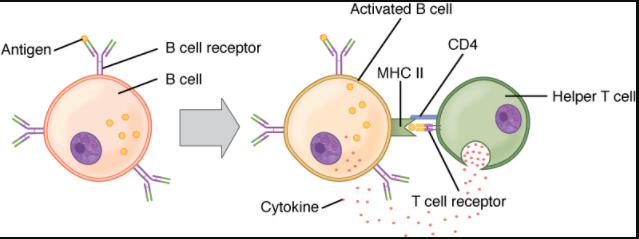 Diagram of t and b cells binding