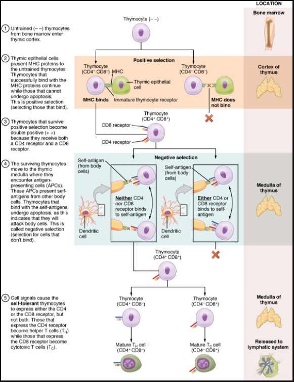 Figure 7.3.4. Differentiation of T cells within the thymus. Thymocytes enter the thymus and go through a series of developmental stages that ensures both function and tolerance before they leave and become functional components of the adaptive immune response.