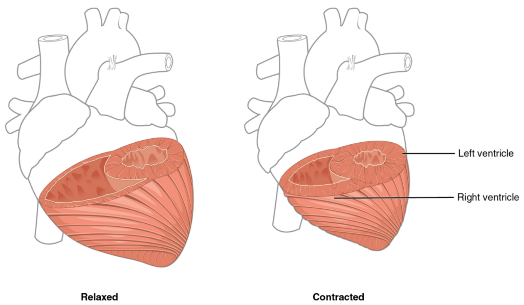 Differences in ventricular muscle thickness. between relaxed and contracted heart