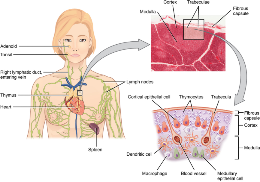 Diagram of Location, structure, and histology of the thymus