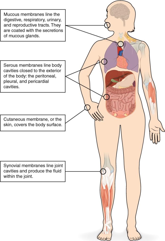 Diagram of human body highlighting tissue membrances including mucous membrances (lining the digestive, respiratory, urinary & reproductive tracts, coated with secretions of mucous glands), serous membranes (lining body cavities closed to exterior), cutaneous membrane (skin) and synovial membranes (lining joint cavities)