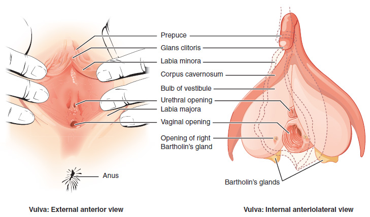 Diagram of vulva