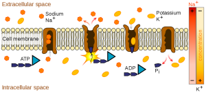 Image showing the sodium-potassium pump system moving sodium ions into the extracellular space creating a positive charge, while moving potassium ions into the cell to trigger an nerve impulse or action potential