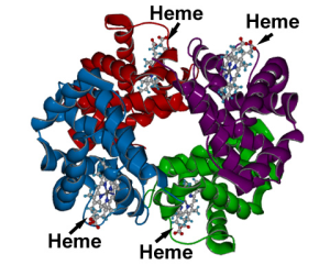 Diagram showing the four heme groups of a hemoglobin molecule