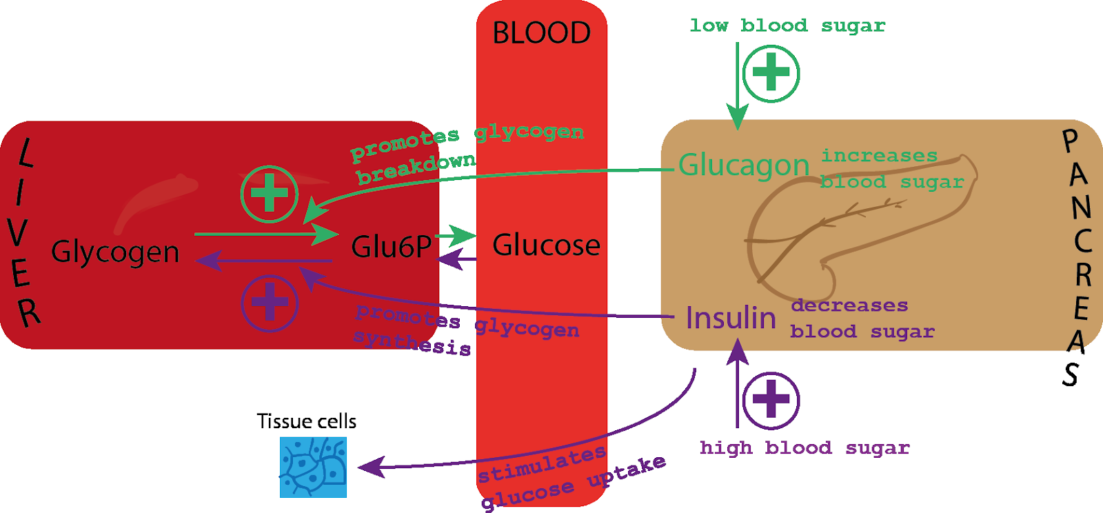 Chapter 5: Carbohydrates – Consumer Nutrition