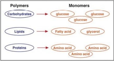 Macronutrients (carbohydrates, lipids, proteins) are polymers. During digestion they are split into monomers (glucose, fatty acid + glycerol, amino acids)