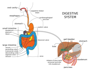 Diagram showing the organs of digestion: GI tract organs include mouth, esophagus, stomach, small intestine, and large intestine, ending at the anus. Accessory organs include the liver, gallbladder, pancreas, and salivary glands.