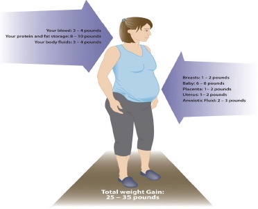 During pregnancy, weight gain of 25-35 pounds is recommended if you are healthy weight at conception. That weight is distributed as fluids (blood, amniotic); fat stores; baby; uterus and placenta; and increased breast size