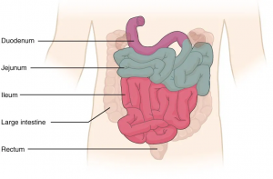 Diagram showing the sections of the small intestine: duodenum, jejunum, ileum