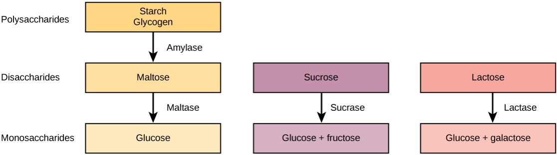 During Digestion, Polysaccharides (starch and glycogen) are broken down by the enzyme amylase into maltose, then maltose is broken down by the enzyme maltase into glucose. Sucrose is broken down into glucose and fructose by the enzyme sucrase. Lactose is broken into glucose and galactose by the enzyme lactase.