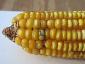 Image of Aspergillus flavus fungus on corn - aflatoxin