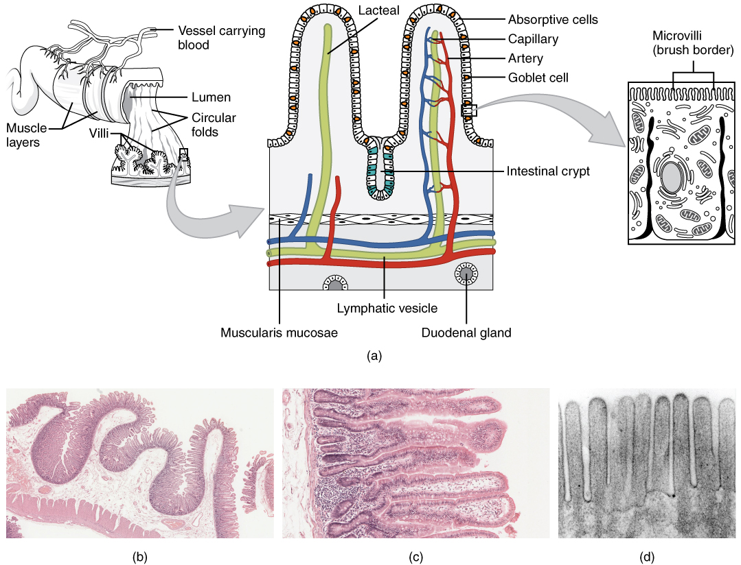Diagram of the make up of intestinal walls that contain villi and microvilli.