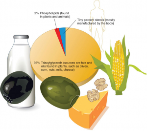 95% of dietary fats are triglycerides found in fats and oils; 2% are phospholipids; a tiny percentage are sterols (most sterols are made in the body)