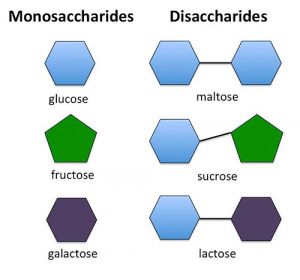Monosaccharides combine to form Disaccharides. The disaccharide maltose is made of two glucose molecules, sucrose is a combination of glucose and fructose, lactose is a combination of glucose and galactose