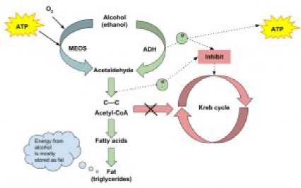 Alcohol is metabolized in the two systems: ADH and MEOS. Both create acetaldehyde which can become acetyl CoA. However, the acetyl CoA primarily is used to create fatty acids which become stored as triglycerides