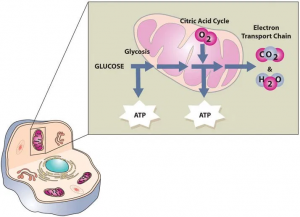 Glucose is used to create ATP in the mitochondria of cells via glycolysis, the citric acid cycle, and the electron transport chain