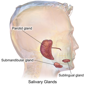 Three salivary glands around the mouth: Parotid gland is the largest and is in the cheek, Submandibular gland is under the teeth, Sublingual gland is below the tongue