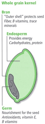 Whole grains consist of a germ containing antioxidants, vitamin E, and several B vitamins. The germ provides nourishment for the seed. The largest part of a grain is the endosperm. It provides the energy of the seed in the form of carbohydrates and protein. The outer protective shell of the seed is the bran. It contains fiber, several B vitamins, and some minerals.