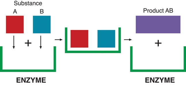 Enzymes have specific spots where substances can attach. These substances can combine into additional products (or be split apart).