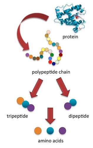 Large proteins (large polypeptides) are split by proteases into smaller polypeptide chains, then into Tri and di peptides, and then into individual amino acids during the process of digestion.