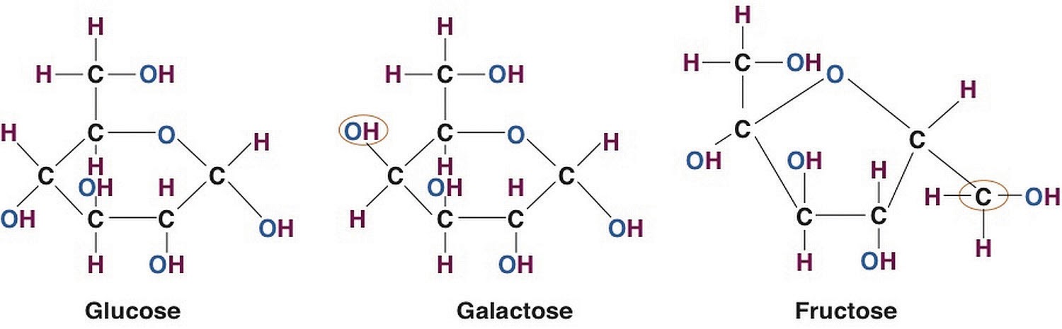 Monosaccharides are ringed structures with methyl groups, hydroxyl groups, and single hydrogens attached. Glucose and Galactose are shaped like hexagons, fructose is a pentagon.