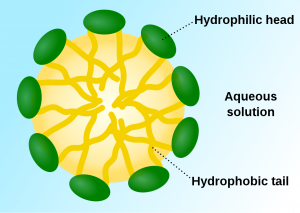 Micelles help transport lipids through watery environments. In the digestive system they transport lipids into the walls of the small intestine so that they can be absorbed.