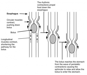 Diagram showing the circular muscles of the esophagus rhythmically contracting to push bolus down toward the stomach