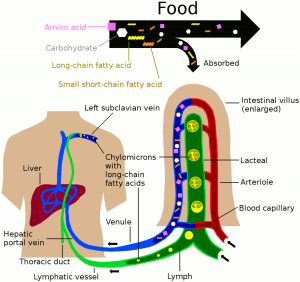 Nutrients in food are absorbed via intestinal villi to blood and lymph. A singular Zulus is shown in the picture. Long-chain fat acids are enveloped inside chylomicrons and move to the lymph. The lymph merges with the blood via the left subclavian vein. Amino acids, carbohydrates, and some short chain fatty acids are absorbed directly into the blood instead of the lymph. All nutrients move to the liver for processing via hepatic portal vein and then end up in the body circulation.