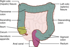 Diagram of the Large Intestine showing it's parts: Cecum, Ascending colon, Transverse colon, Descending colon, Sigmoid Colon, Rectum, Anal Canal (Anus)