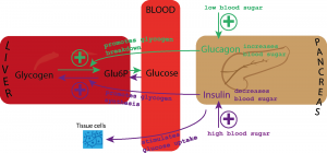 Blood Glucose homeostasis is regulated by insulin which lowers blood glucose by stimulating glucose uptake in tissues and by promoting the formation of glycogen for storage in liver and muscle. Glucagon increases blood sugar by promoting glycogen breakdown in the liver