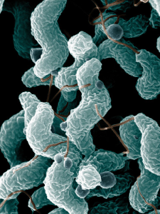 Electron microscope photo of Campylobacter bacteria