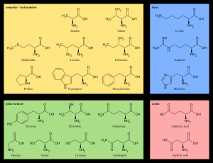 Diagram showing the chemical structures of the 20 standard amino acids.