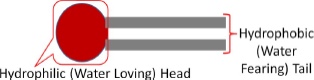 Phospholipids have a head that is hydrophilic (water loving) with two fatty acids attached as a tail that is hydrophobic (water fearing).