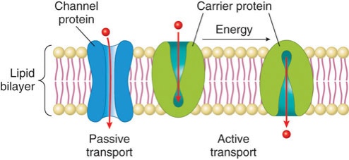 Channel proteins within the lipid bilayer of cells help move molecules across the cell membrane. Some entities require energy to cross through the channels in an process called active transport. Others passively cross without the need for energy.