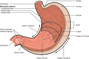 Diagram of the stomach showing the three layer of muscle (longitudinal, circular, oblique), the fundus near the top, the body, the lumen which is the interior space, and the pyloric sphincter.