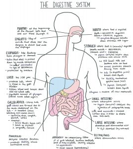 Summary of Human Digestion. Digestion occurs in the following digestive organs: mouth, pharynx, epiglottis, esophagus, stomach, liver, gallbladder, small intestine, pancreas, large intestine, rectum/anus