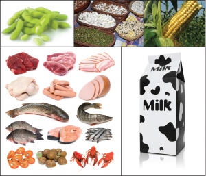 Incomplete protein sources include vegetables, grains, corn, nuts, seeds. Complete protein sources include meat, poultry, fish, pork, other seafood, eggs, and dairy