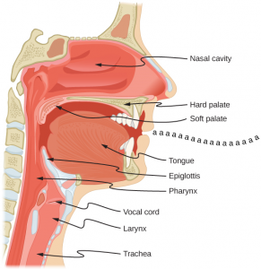 Diagram of the mouth and throat showing the nasal cavity, hard/soft palate, tongue, epiglottis, pharynx, vocal cord, larynx, and trachea.