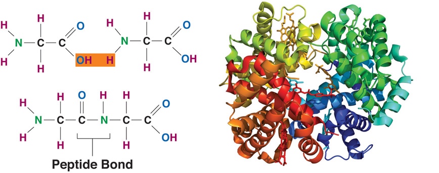 Amino Acids are connected by peptide bonds between the amino group of one and the carboxylic acid group of another