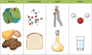 Four macronutrients. Chemical image of protein, also showing cheese, egg, and steak. Chemical image of carbohdyrate, also showing a slice of bread. Chemical image of lipid, also a showing bottle of oil. Chemical image of water, also showing a glass of water.