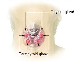The thyroid gland wraps around the trachea in the throat, with parathyroid gland sitting on top of the thyroid